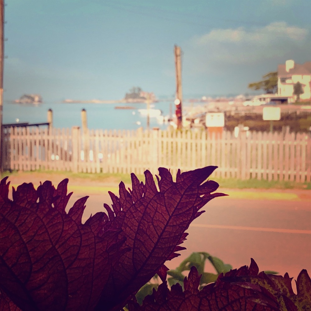 Meet your Posher, Carla